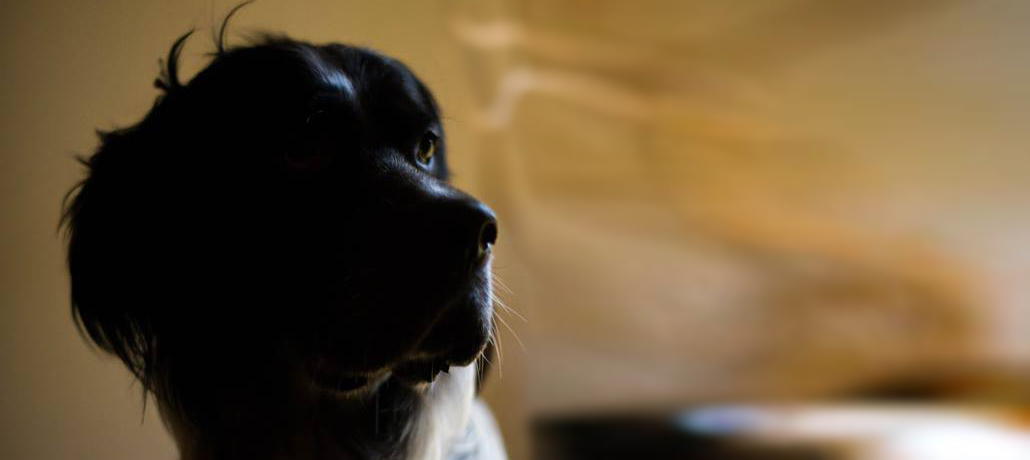 armeria_bonotti_cane_setter_ettore_31